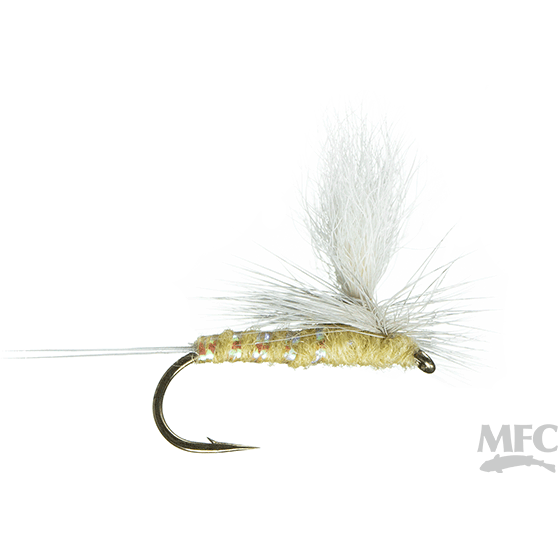 MFC - Para-Wulff : PMD