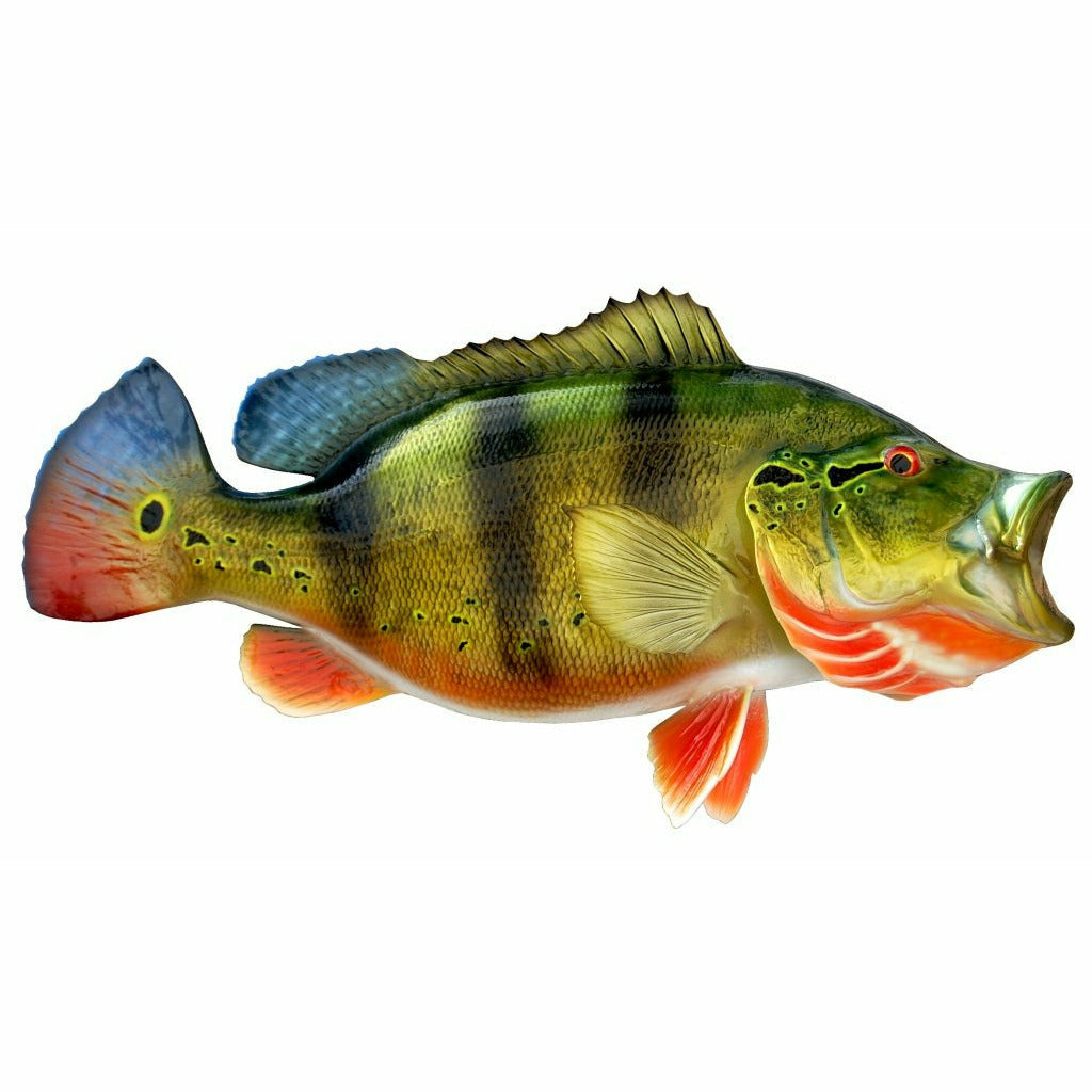 Peacock Bass Mount