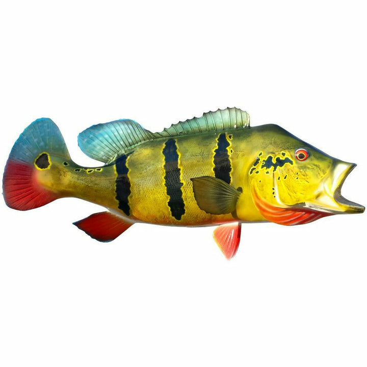 Peacock Bass Mount