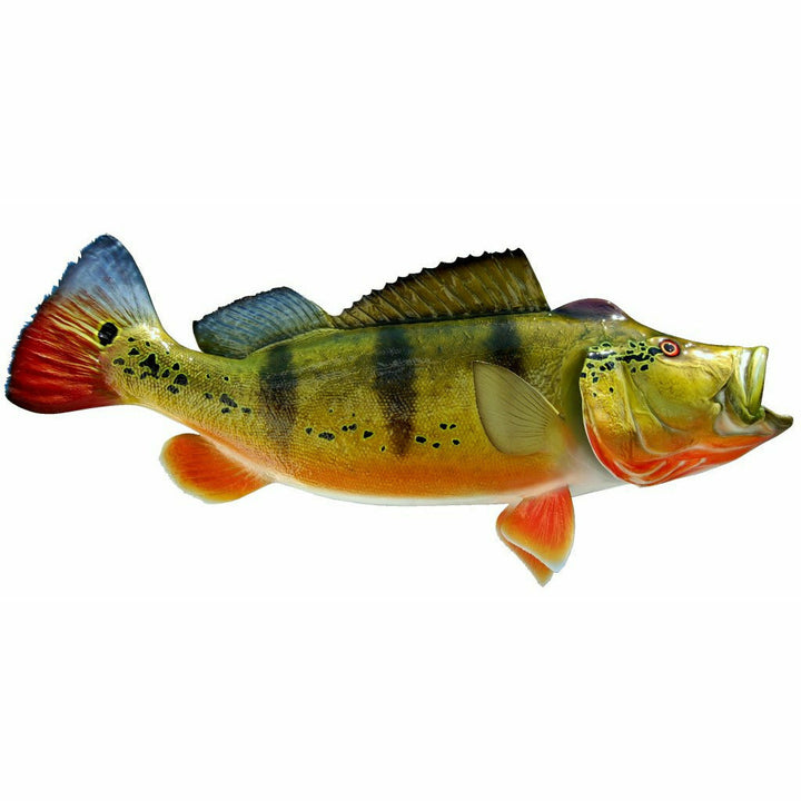 Peacock Bass Mount