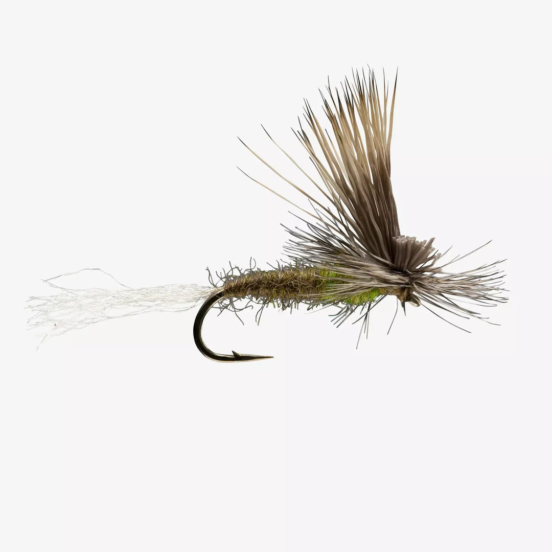 Rio - E/C Caddis