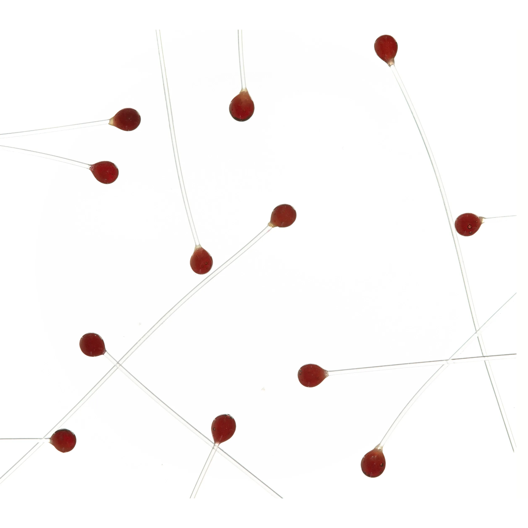 EP Crab & Shrimp Eyes