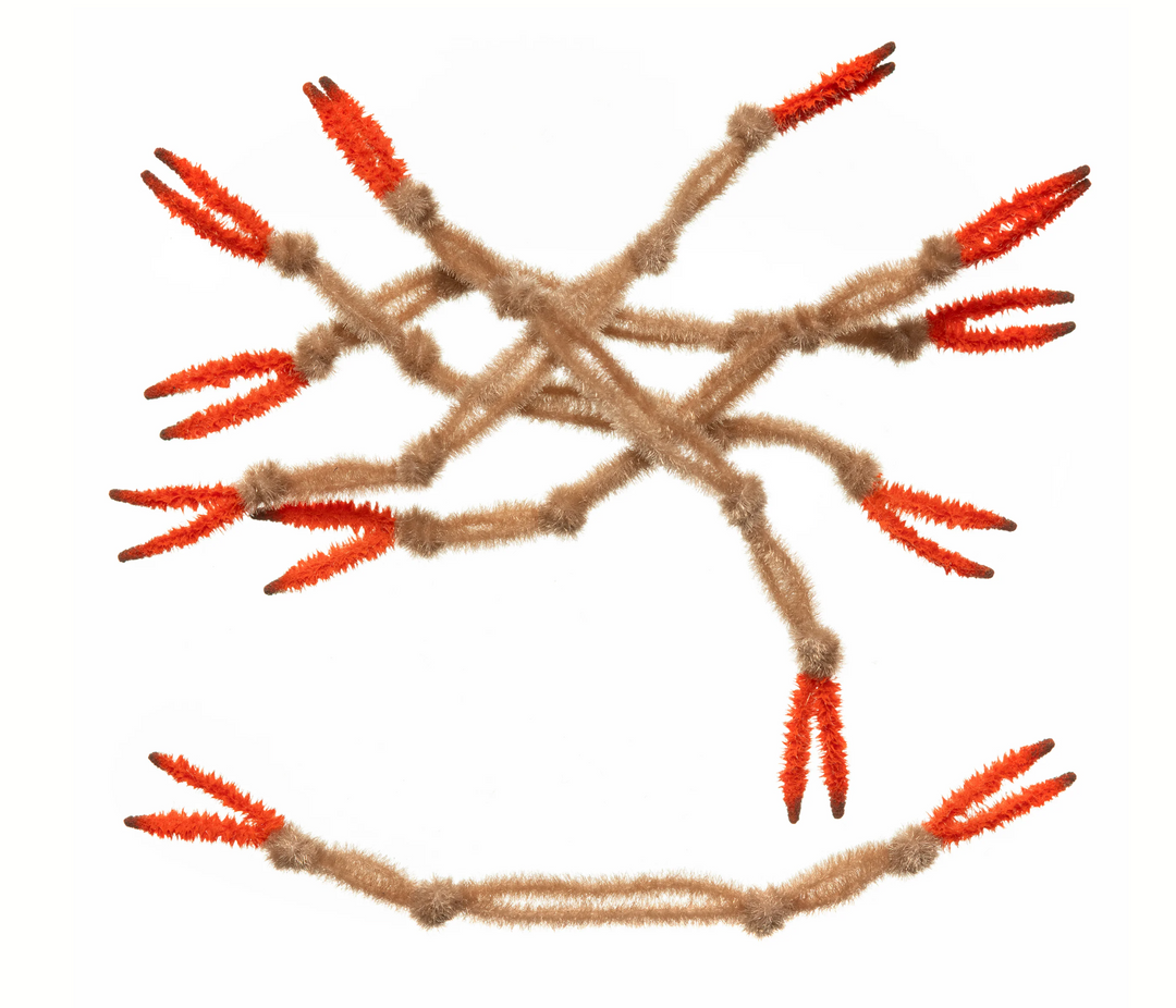 EP Crab Claw (Large) - Tan